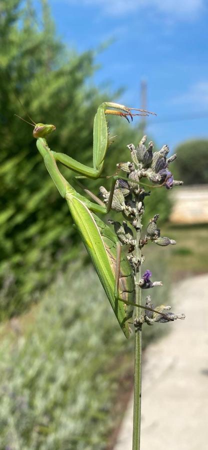 Kringa Villa Sonja מראה חיצוני תמונה